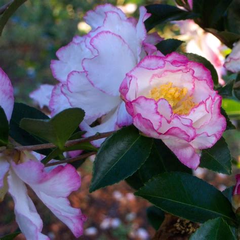 Inspiring Creativity with October's Magical Camellias